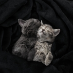 Utopia Bedding Fleece Blanket Queen Size Black 300GSM Luxury Anti-Static Fuzzy Soft Microfiber Bed Blanket (90x90 Inch) - Image 13